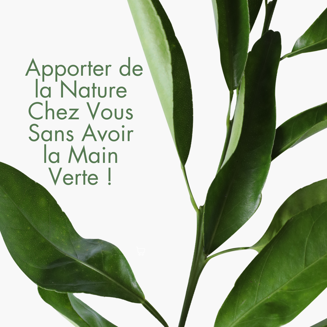 Comment apporter de la nature chez vous sans avoir la main verte ?
