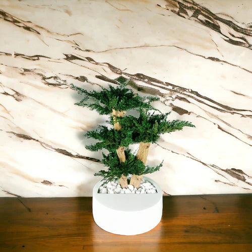 plante naturelle stabilisée