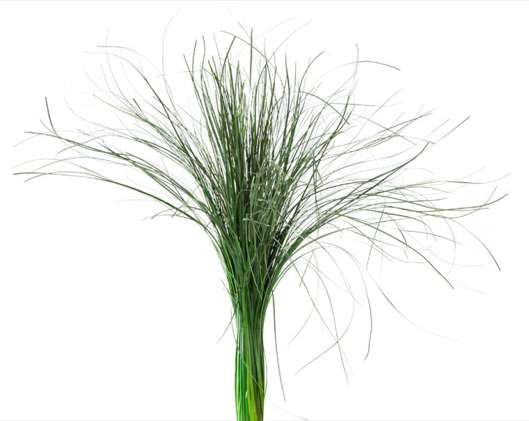 Bear Grass stabilisé