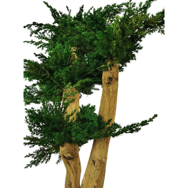 Bonsaï naturel stabilisé juniperus