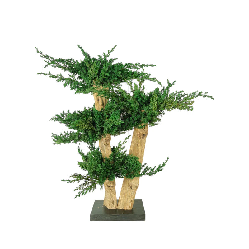 Bonsaï naturel stabilisé juniperus