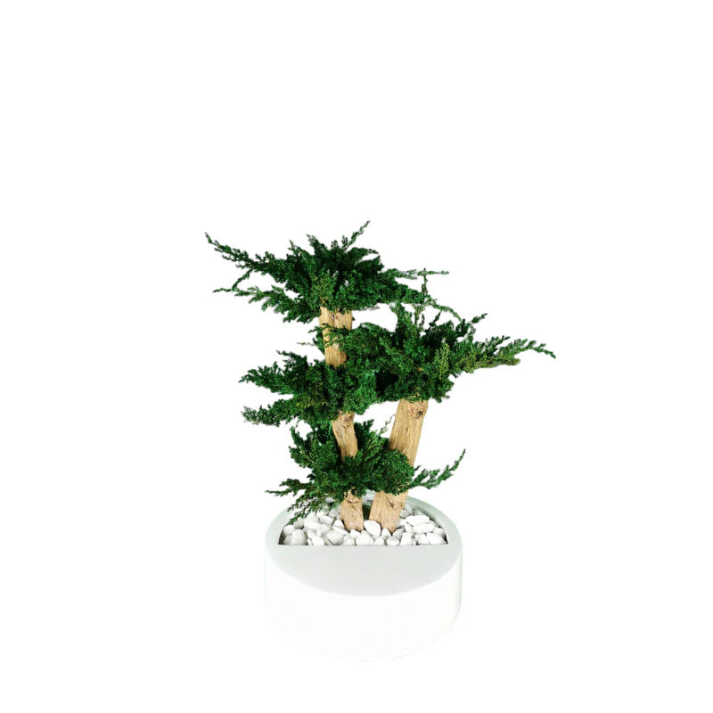 Bonsaï naturel stabilisé juniperus