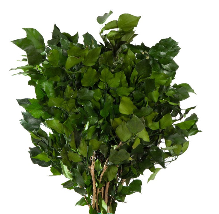 Stabilisierte Hedera Arborea
