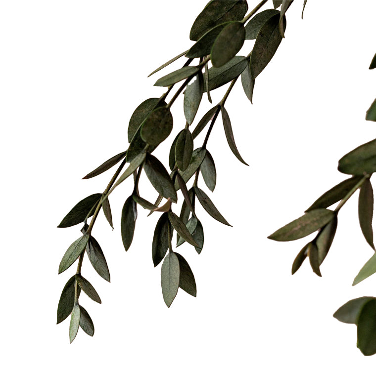 Eucalyptus Parvifolia stabilisé
