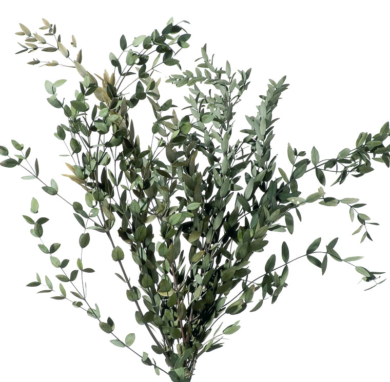 Eucalyptus Parvifolia stabilisé