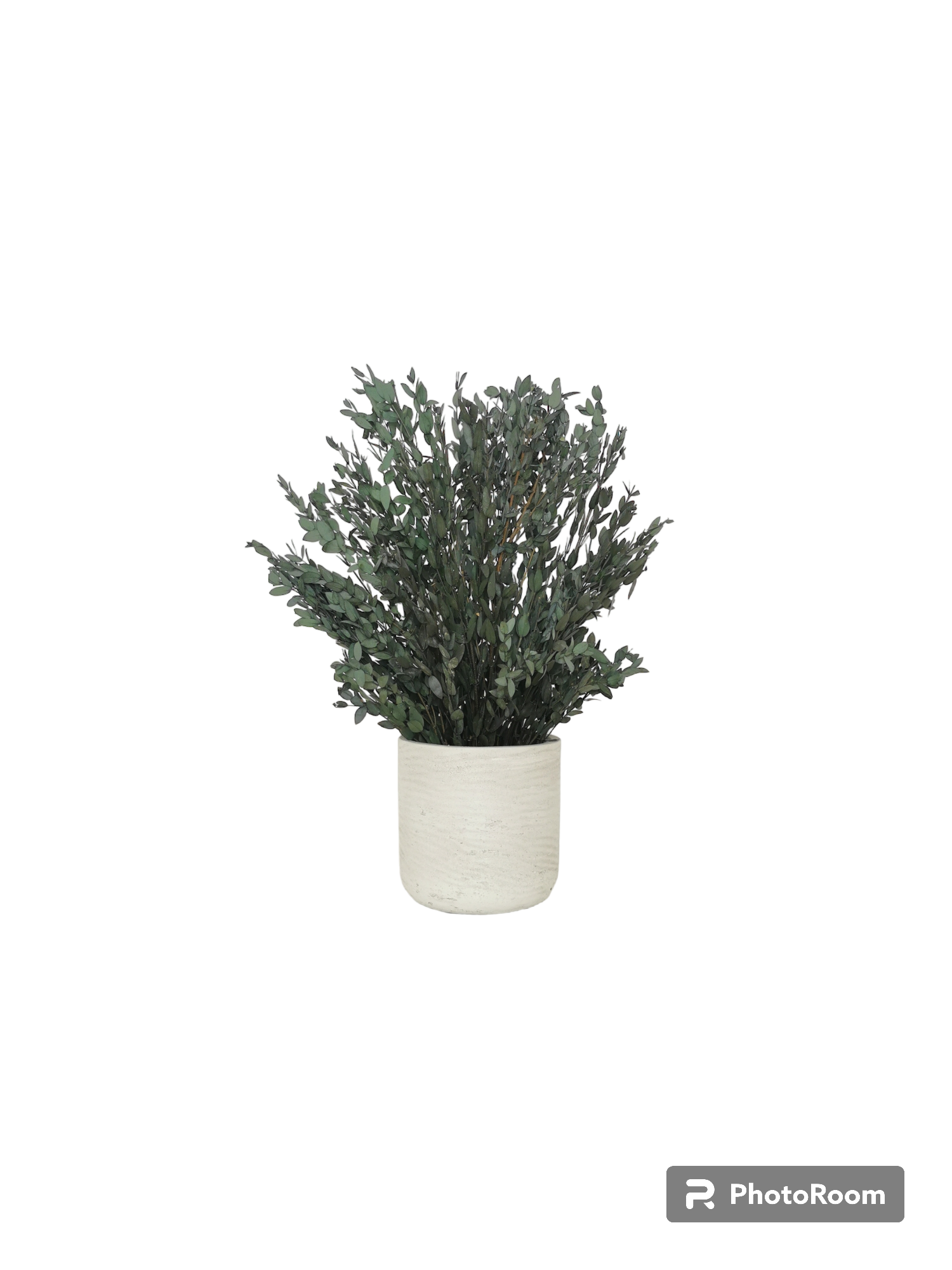 Konservierte Naturpflanze Eucalyptus Parvifolia 30 cm