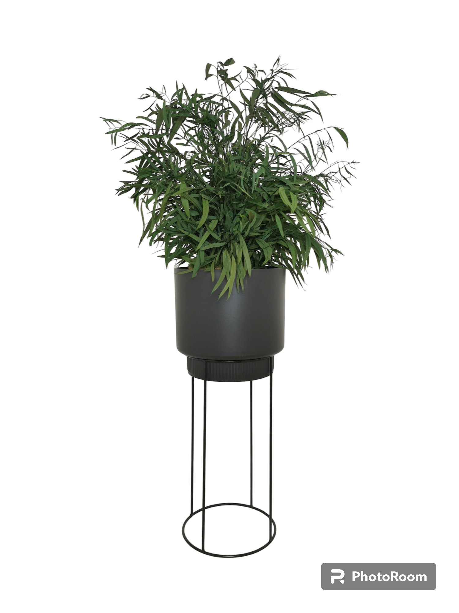 Plante naturelle stabilisée Eucalyptus Nicoly 70 cm