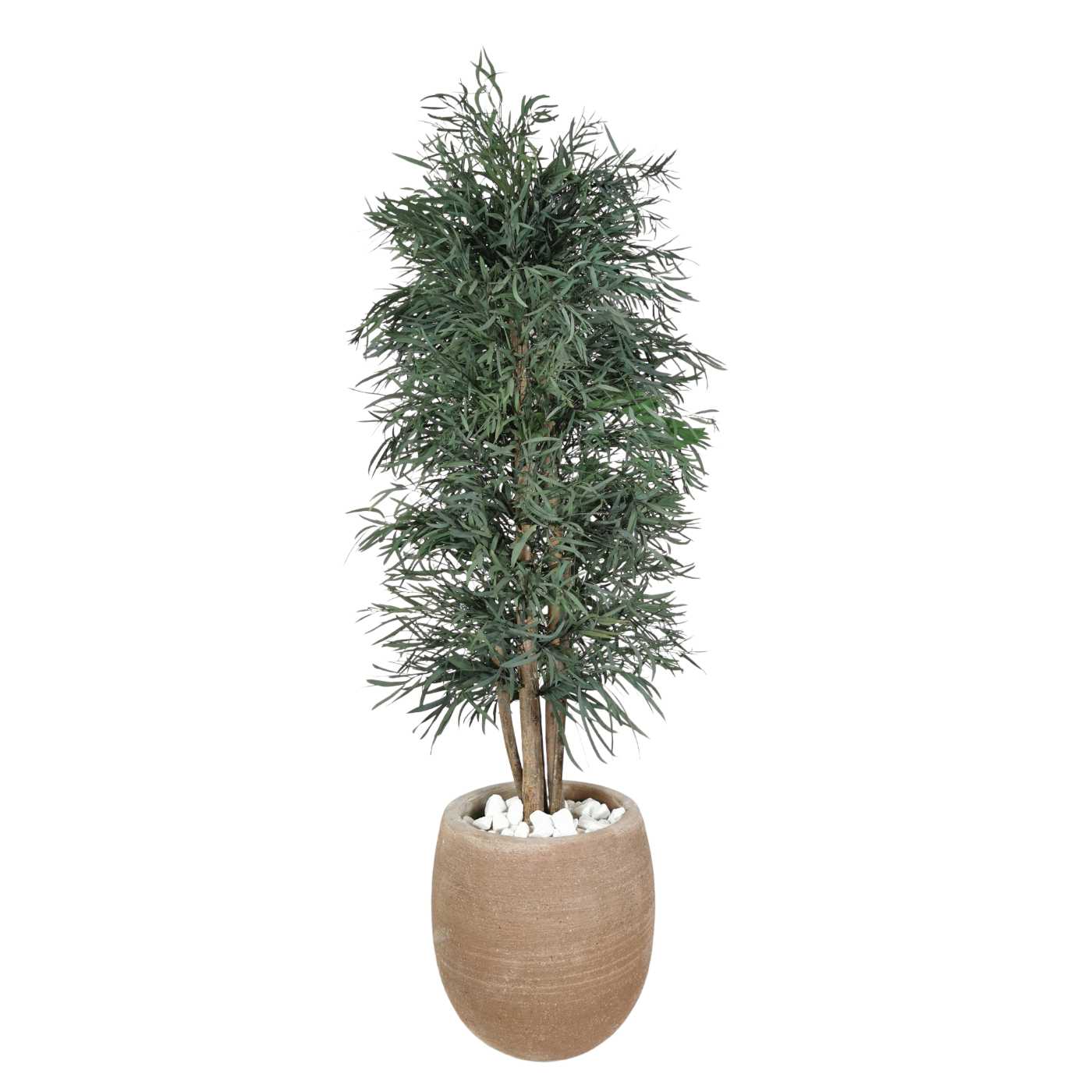 Arbre naturel stabilisé Eucalyptus Nicoly fin