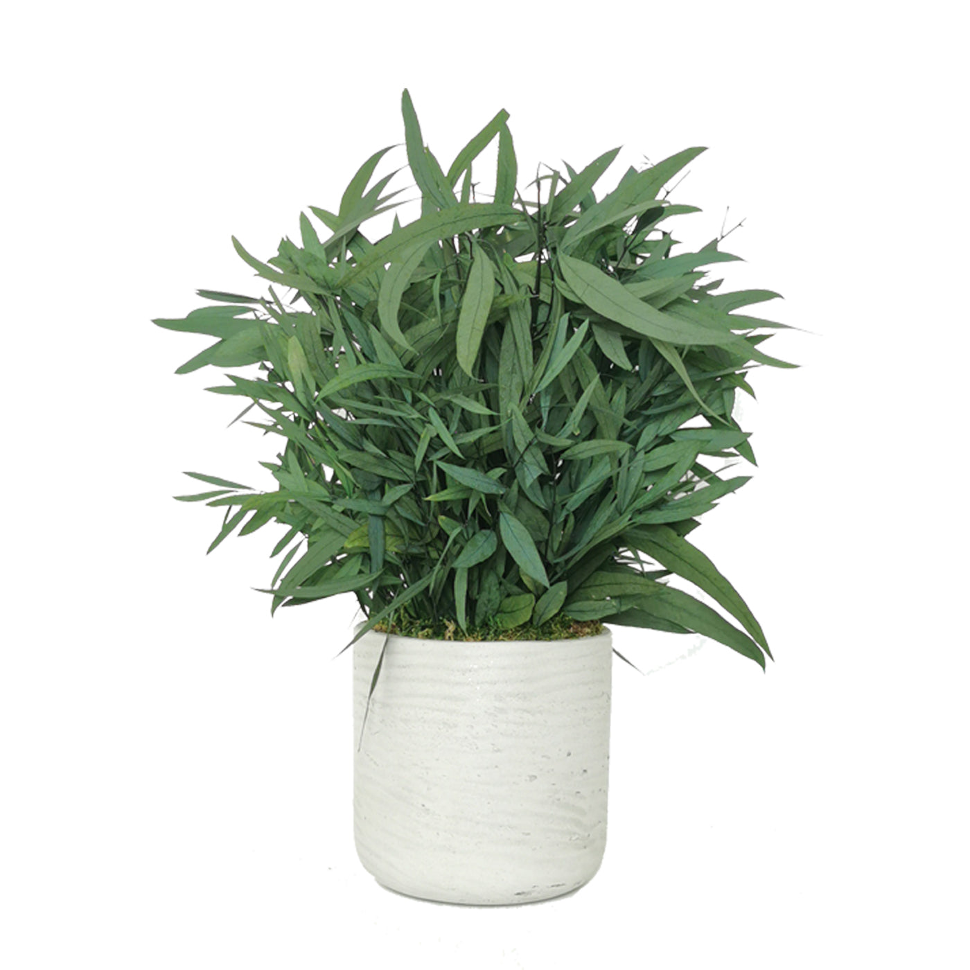 Plante naturelle stabilisée Eucalyptus Nicoly 70 cm