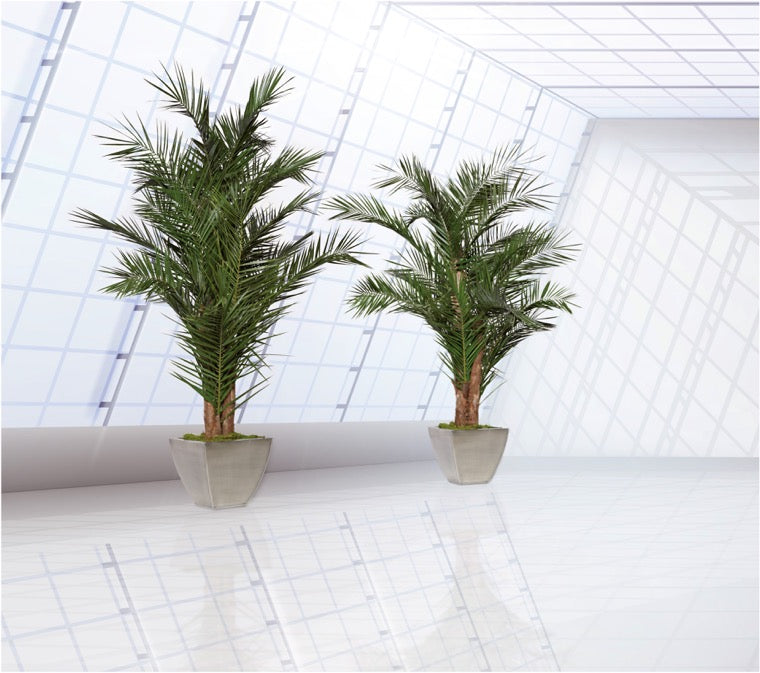 Palmier Phoenix Yurugano