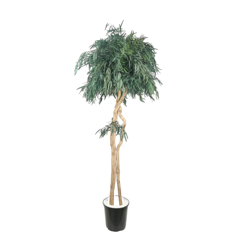 Albero naturale stabilizzato Eucalipto Nicoly stelo Liana
