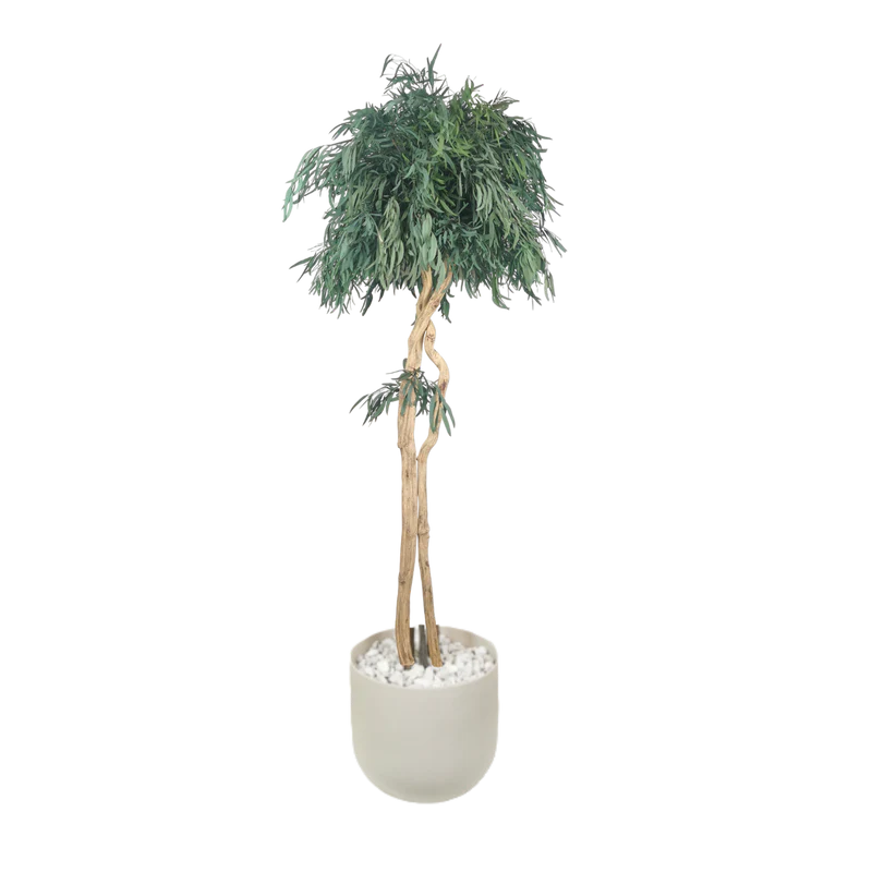 Albero naturale stabilizzato Eucalipto Nicoly stelo Liana