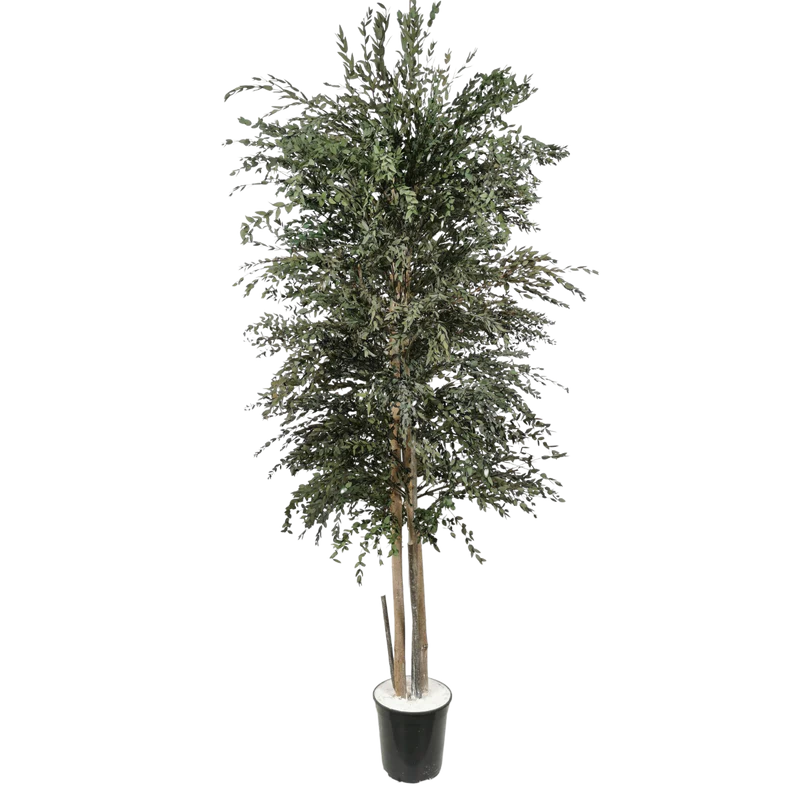 Konservierter Naturbaum Eucalyptus Parvifolia groß