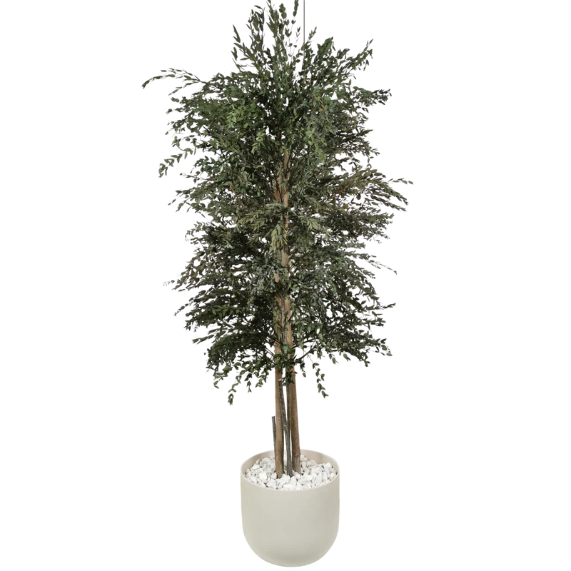 Konservierter Naturbaum Eucalyptus Parvifolia groß