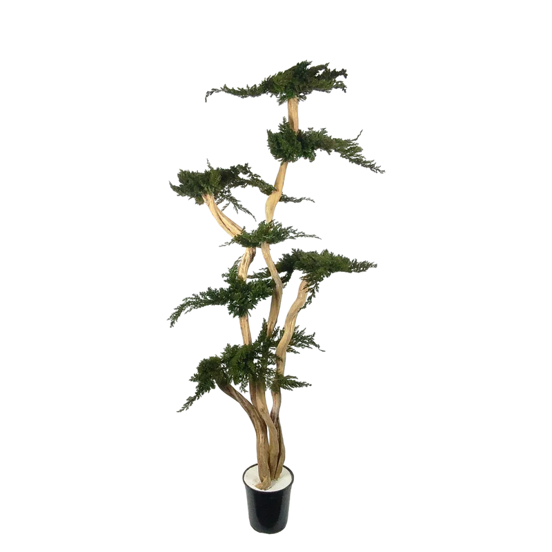 Arbre naturel stabilisé Juniperus nuage