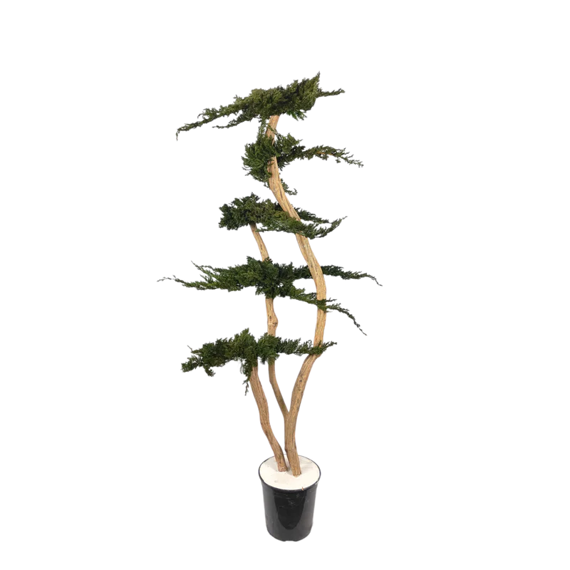 Arbre naturel stabilisé Juniperus nuage