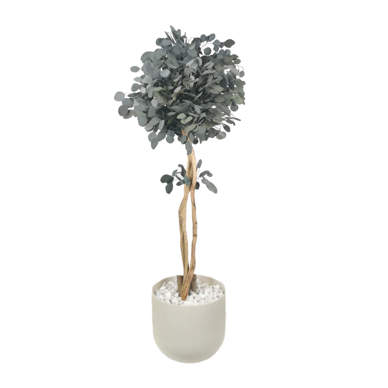 Arbre naturel stabilisé Eucalyptus Populus tige liane