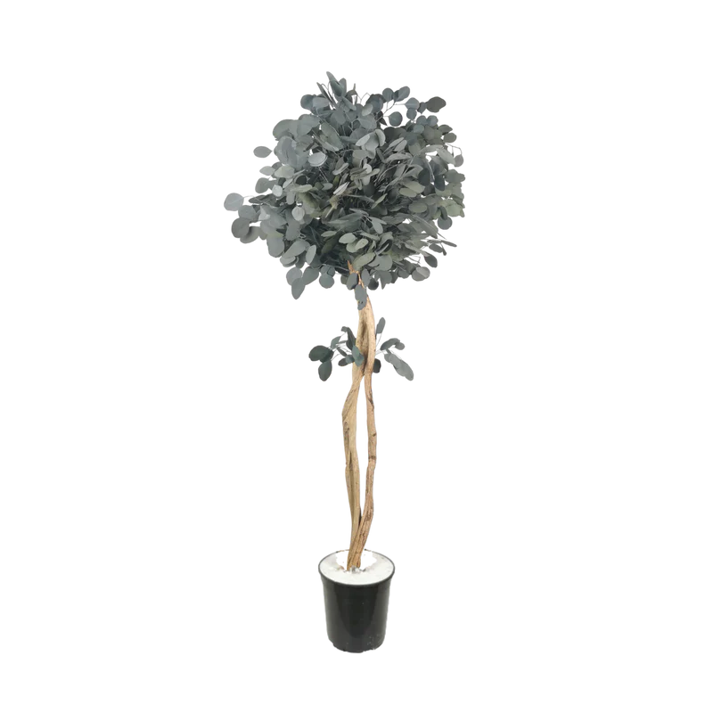 Arbre naturel stabilisé Eucalyptus Populus tige liane