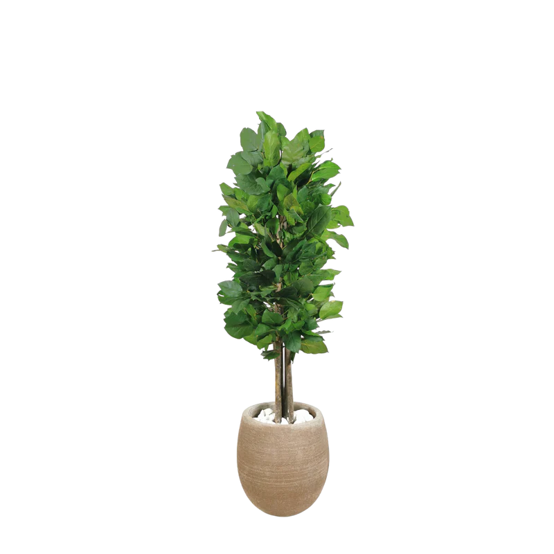 Salal stabilisierter Naturbaum