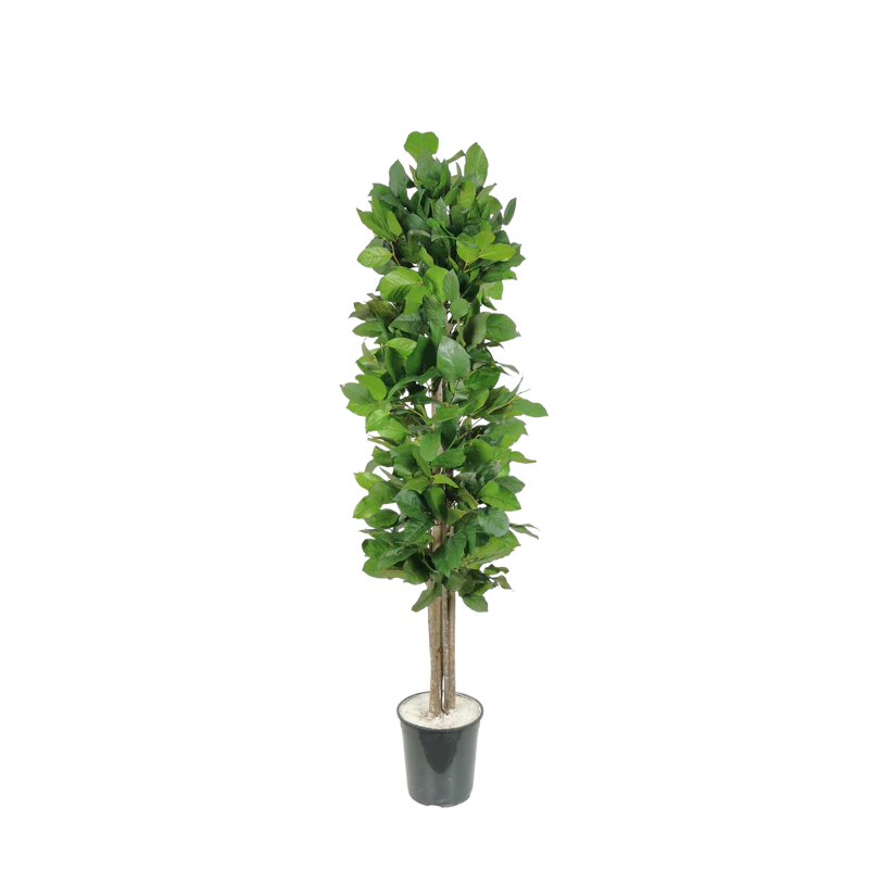 Salal stabilisierter Naturbaum