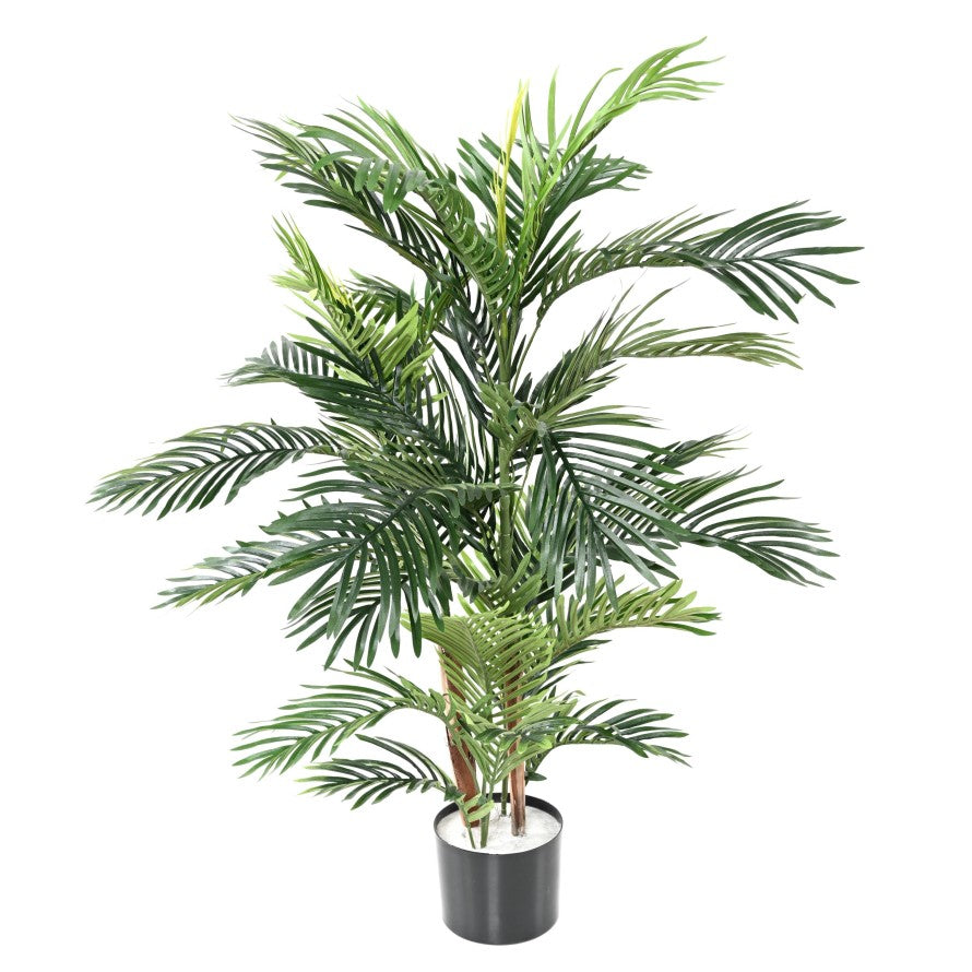 Areca tree