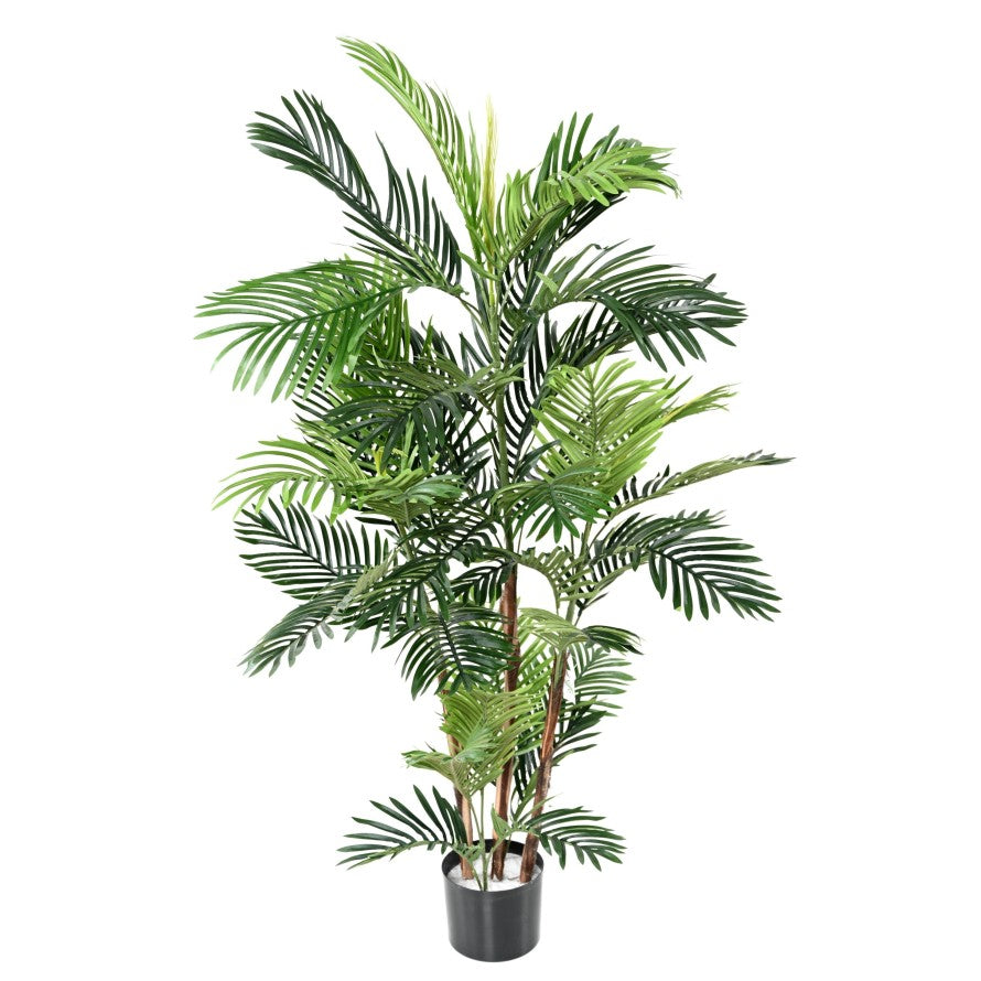 Areca tree