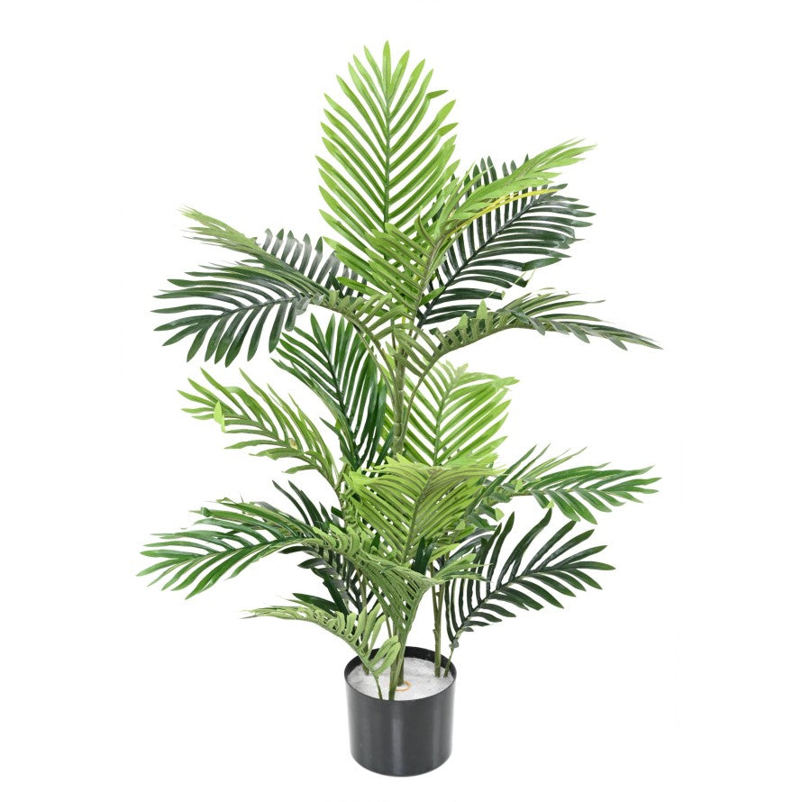 Areca tree