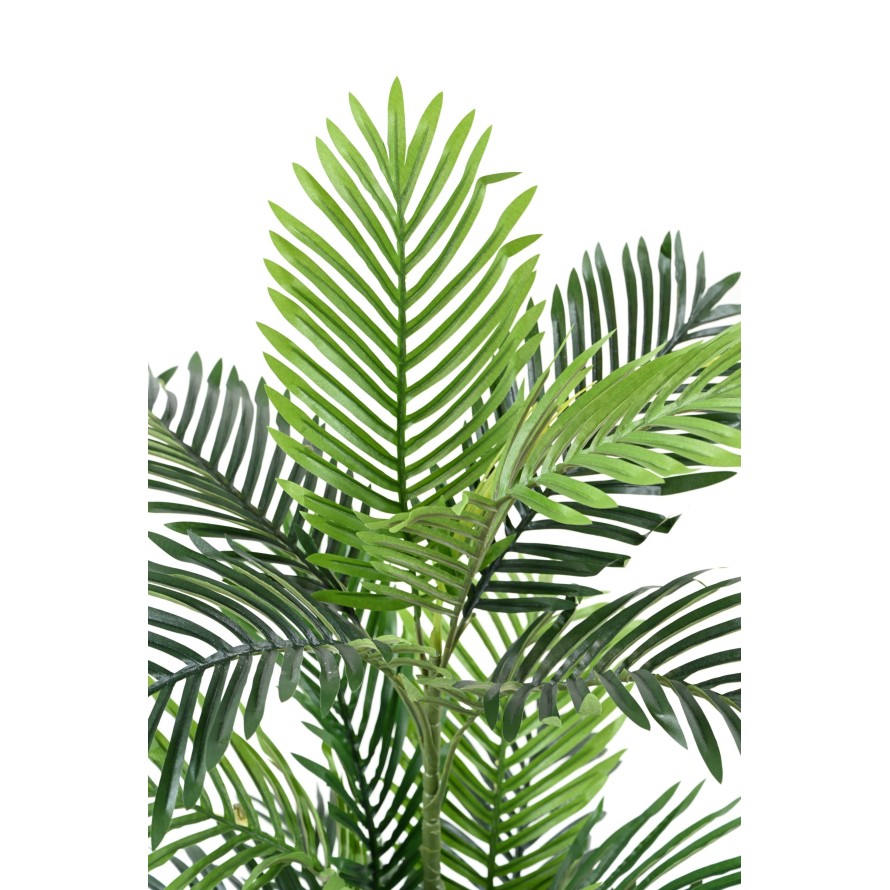 Areca tree