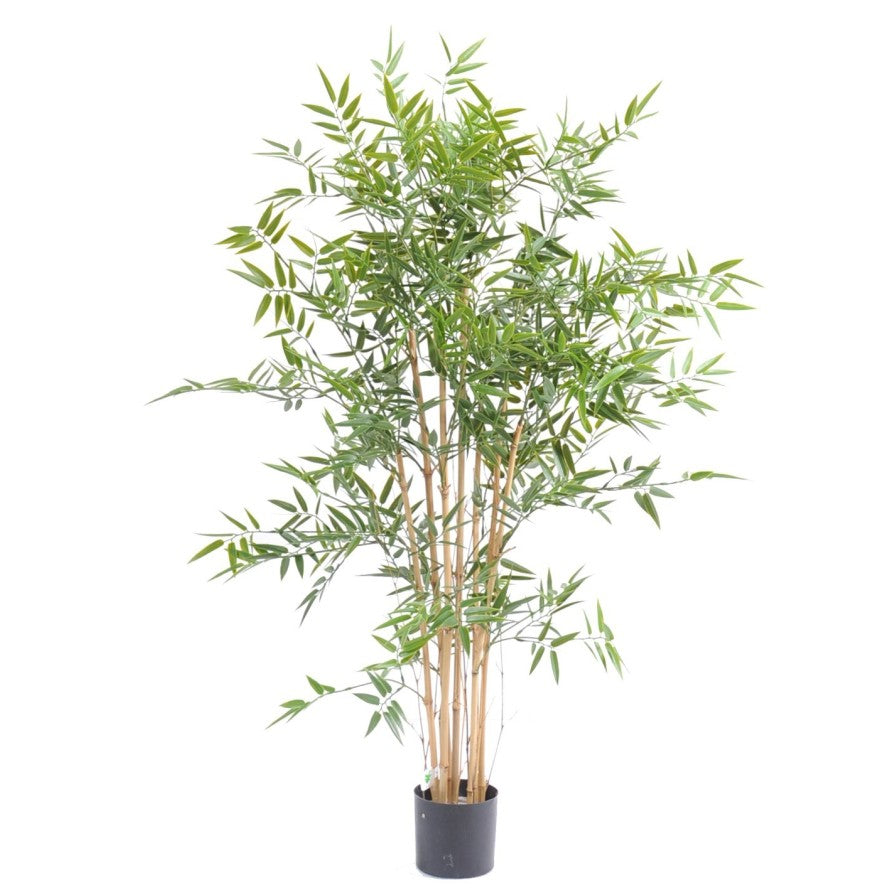 Bambou japanese