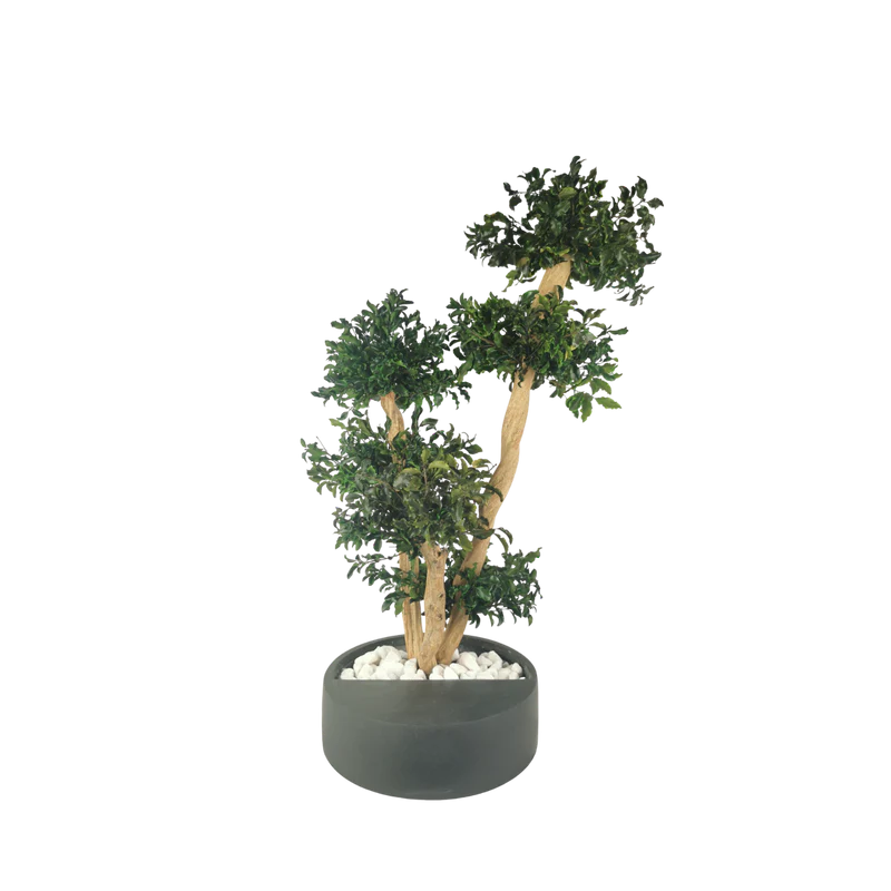Bonsaï naturel stabilisé pittosporum
