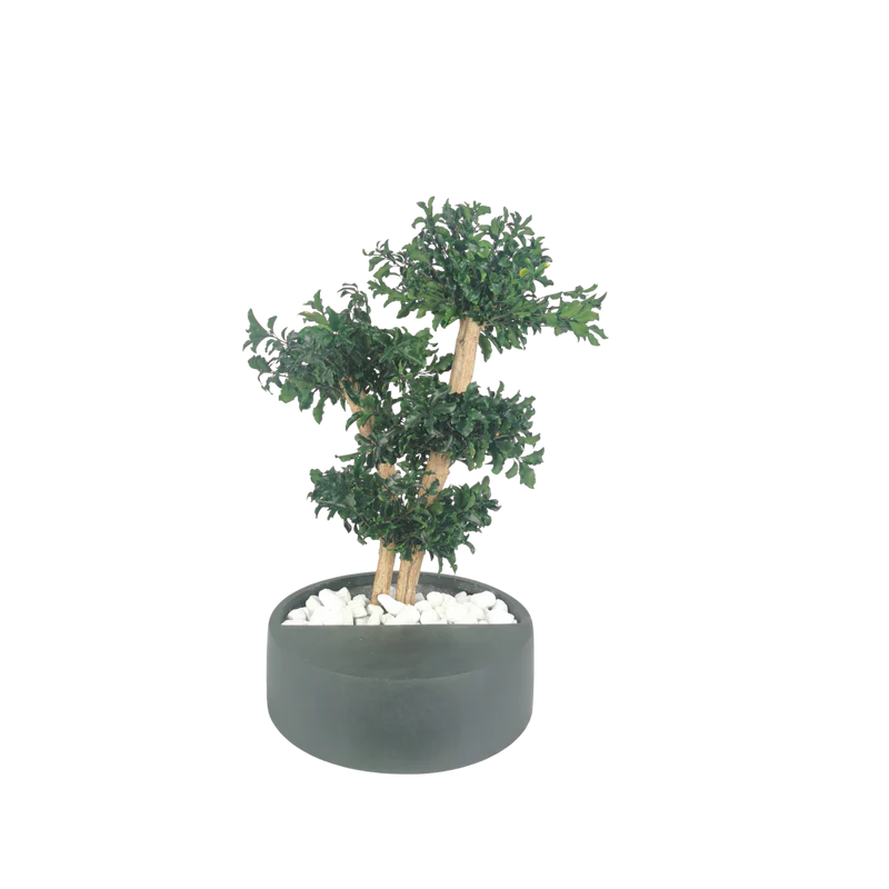 Bonsaï naturel stabilisé pittosporum