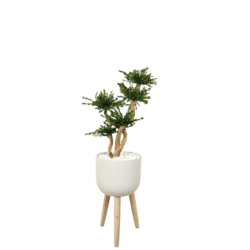 Bonsaï naturel stabilisé Buis