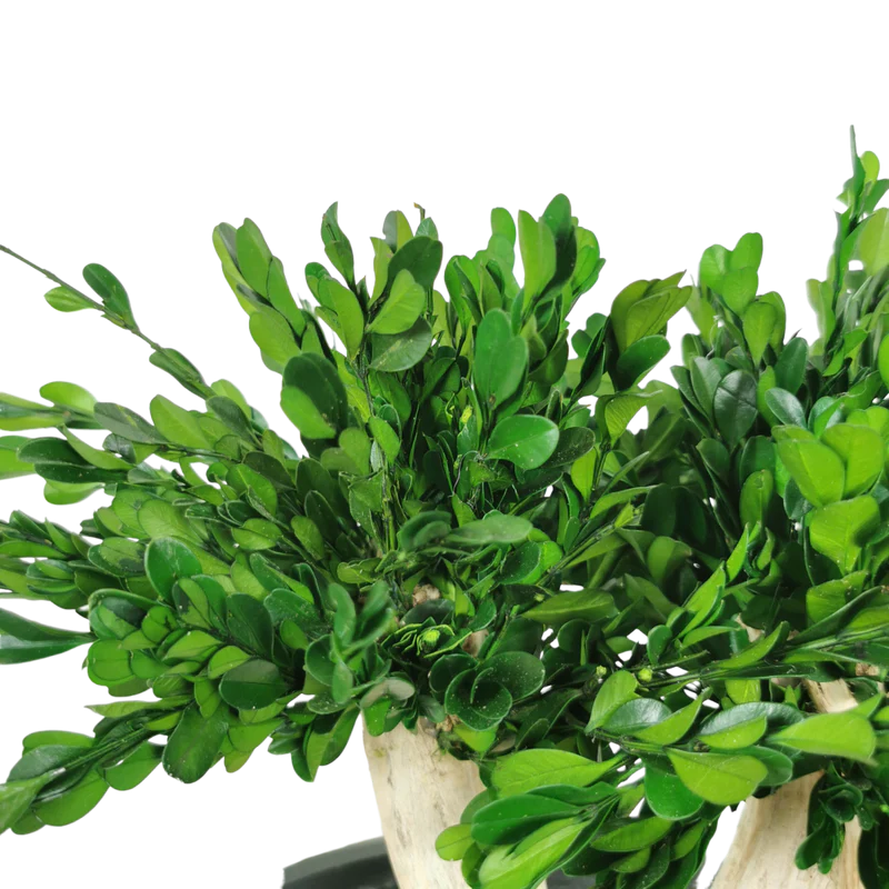 Bonsaï naturel stabilisé Buis