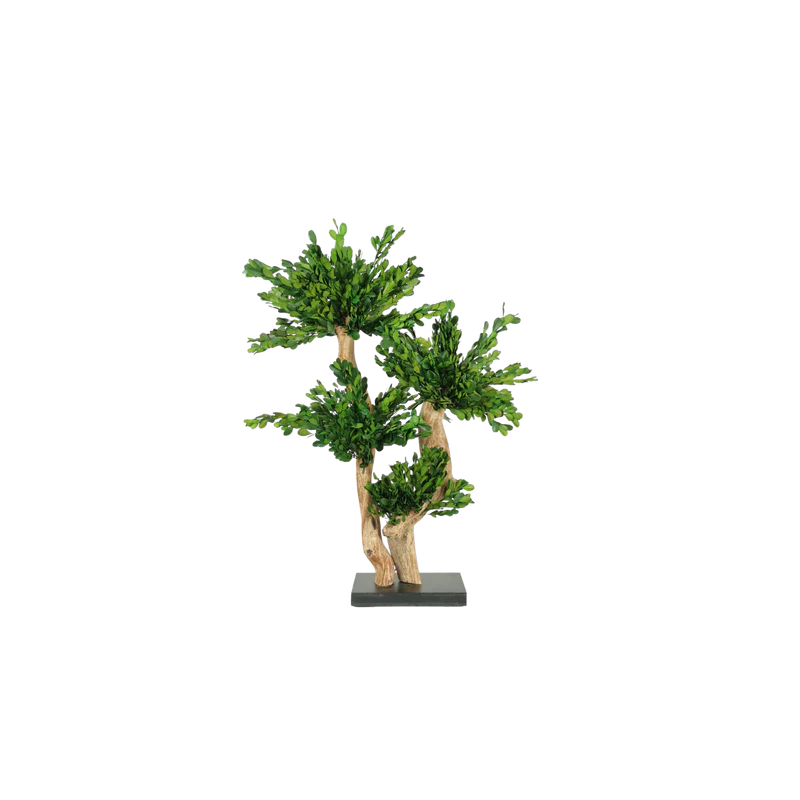 Bonsaï naturel stabilisé Buis