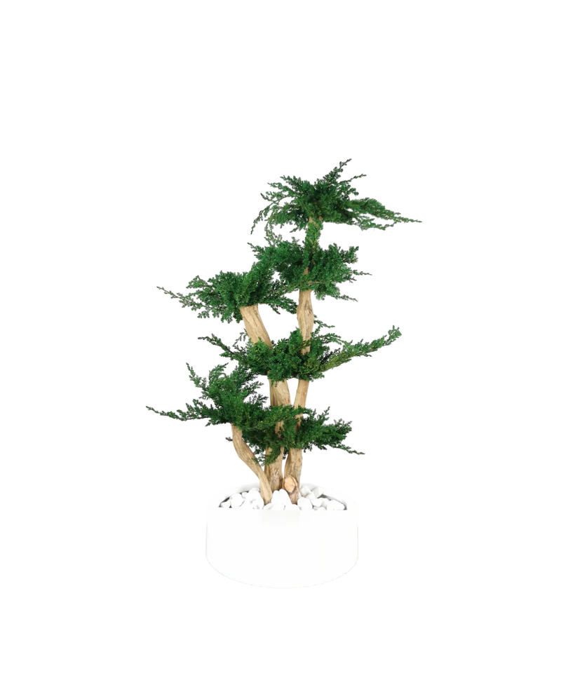 Bonsaï naturel stabilisé juniperus