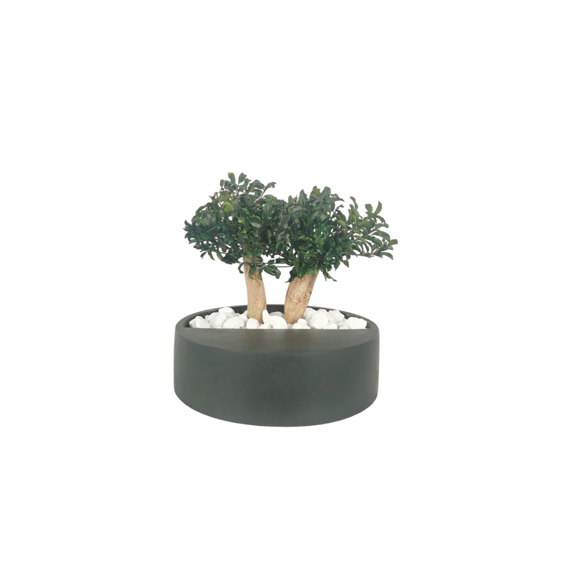 Bonsaï naturel stabilisé pittosporum