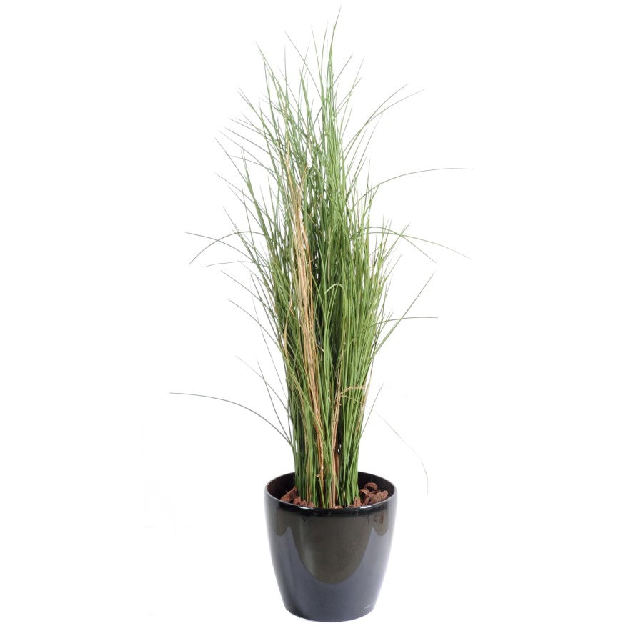 Herbe Honey Grass