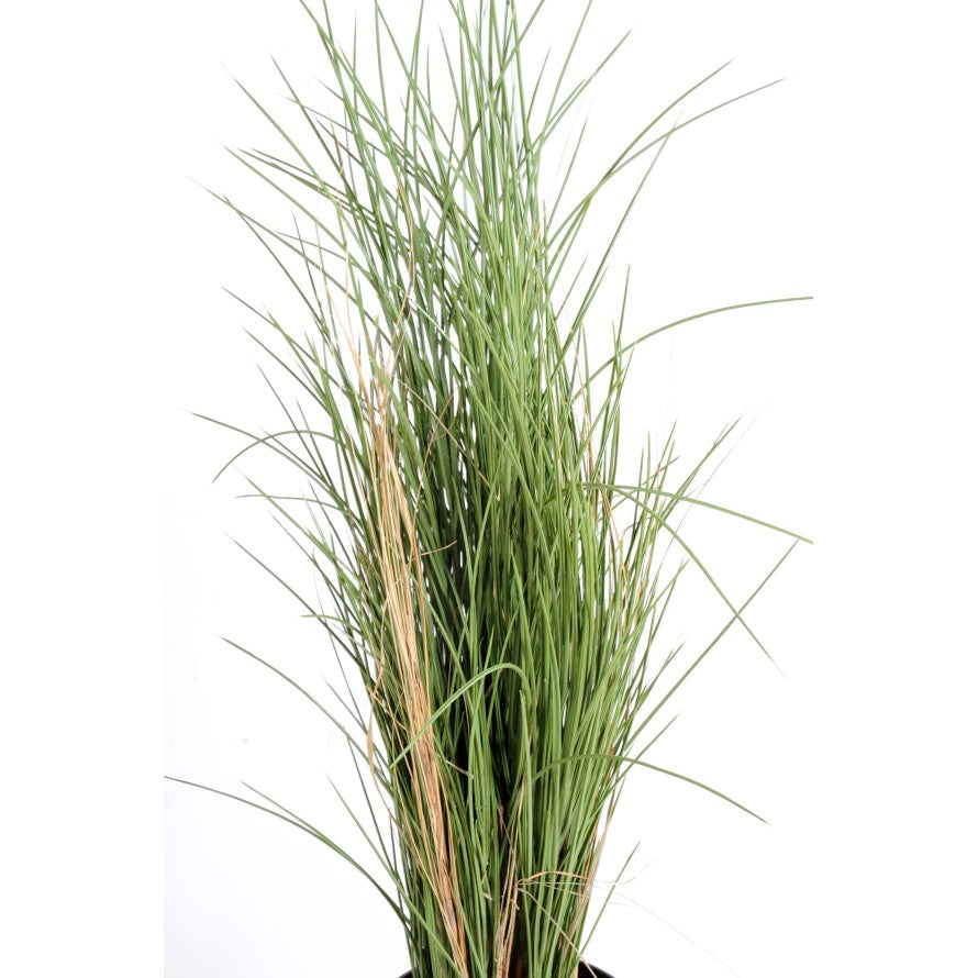 Herbe Honey Grass