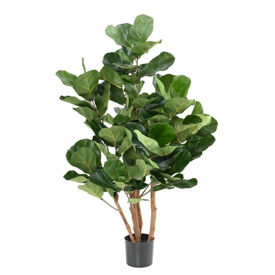 Lyrata royal buisson