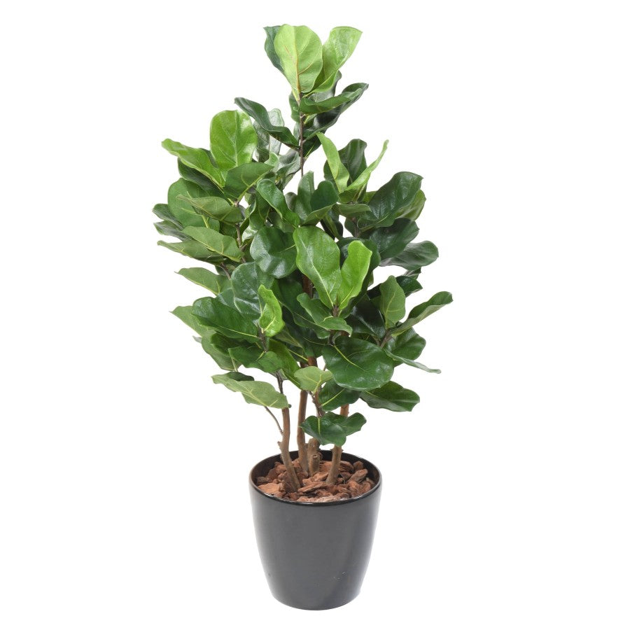 Lyrata royal buisson