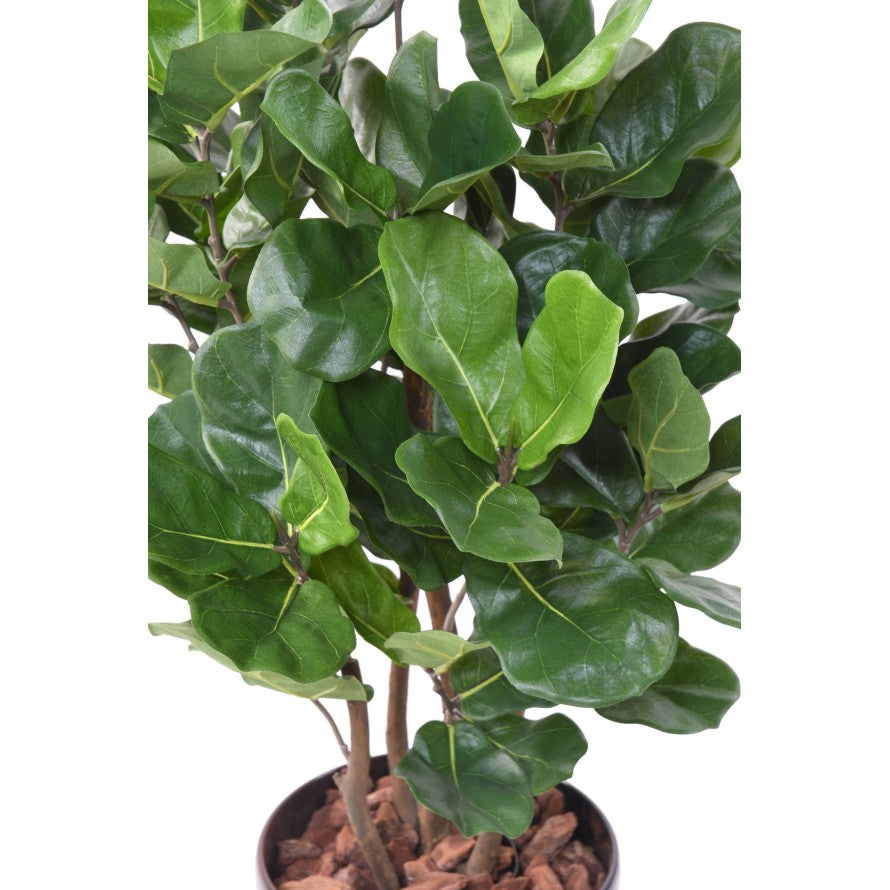 Lyrata royal buisson