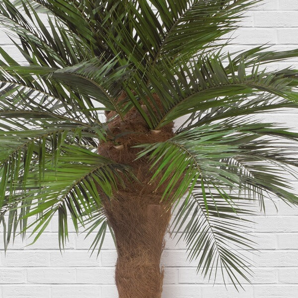 Palmier naturel stabilisé Phoenix tronc