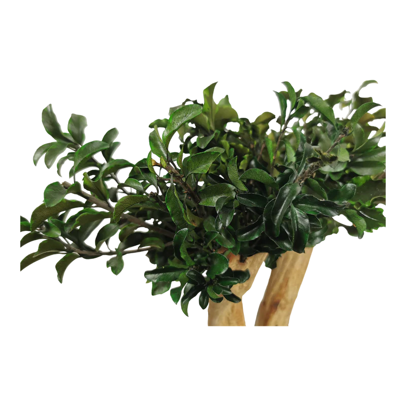 Bonsaï naturel stabilisé pittosporum