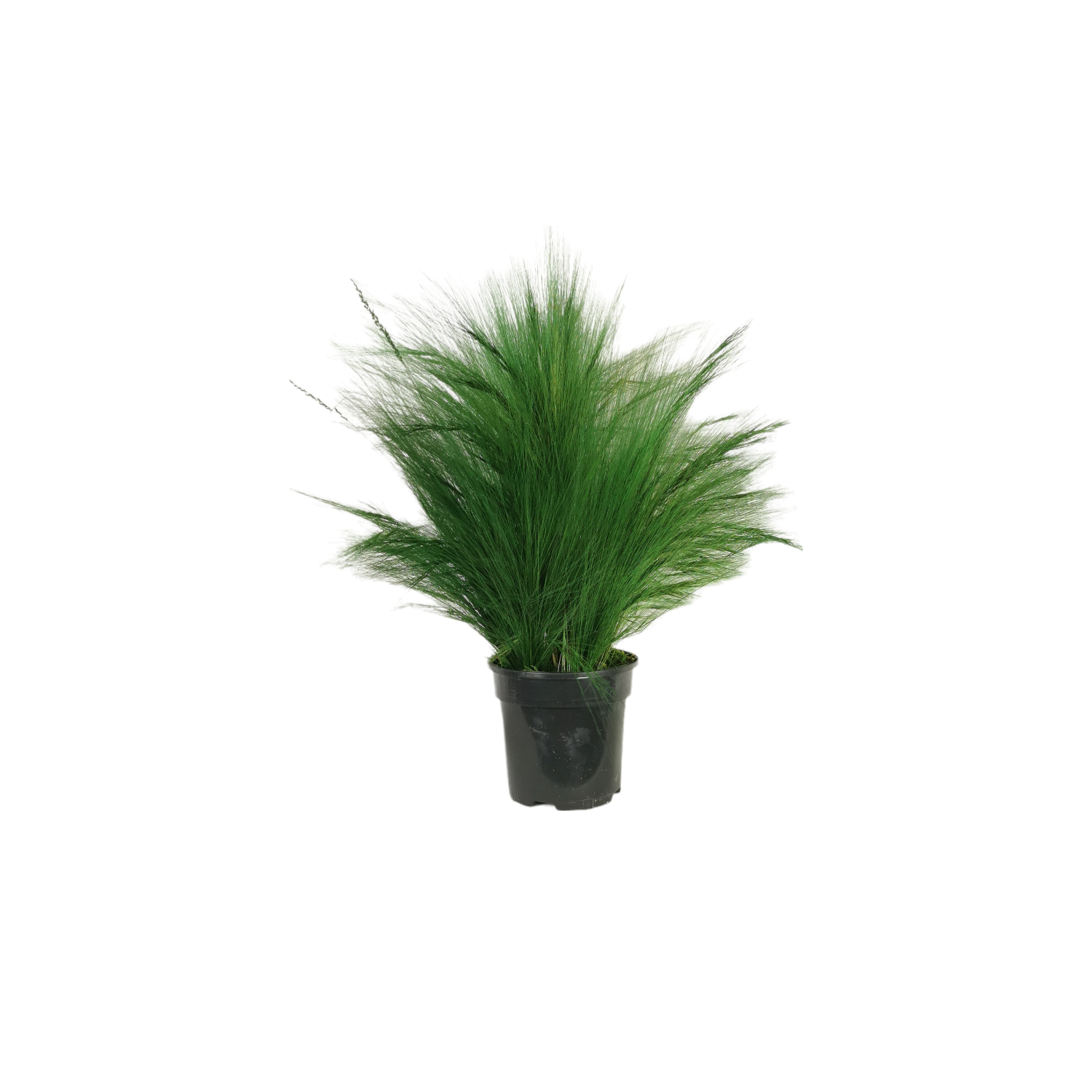 Barba pianta naturale stabilizzata 30 cm