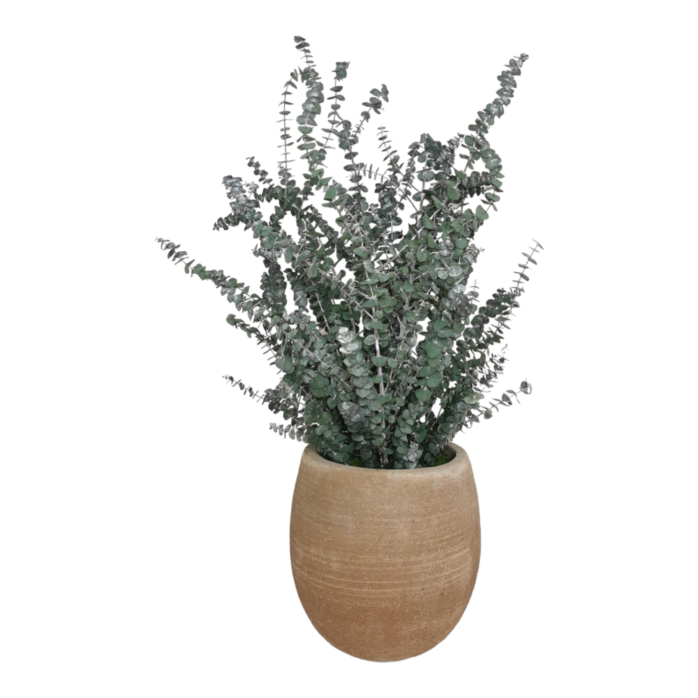 Plante naturelle stabilisée Eucalyptus Baby blue 70 cm