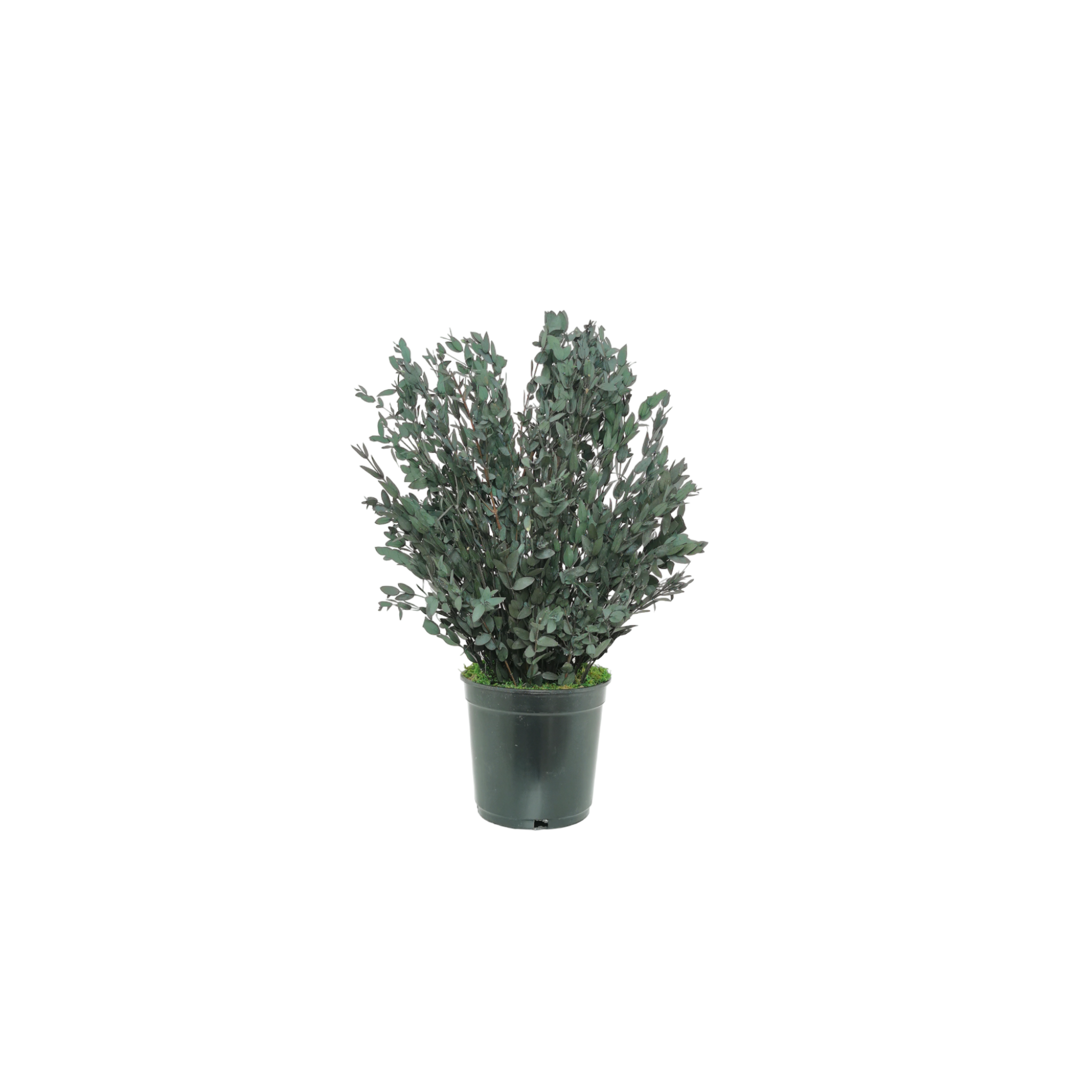 Konservierte Naturpflanze Eucalyptus Parvifolia 30 cm