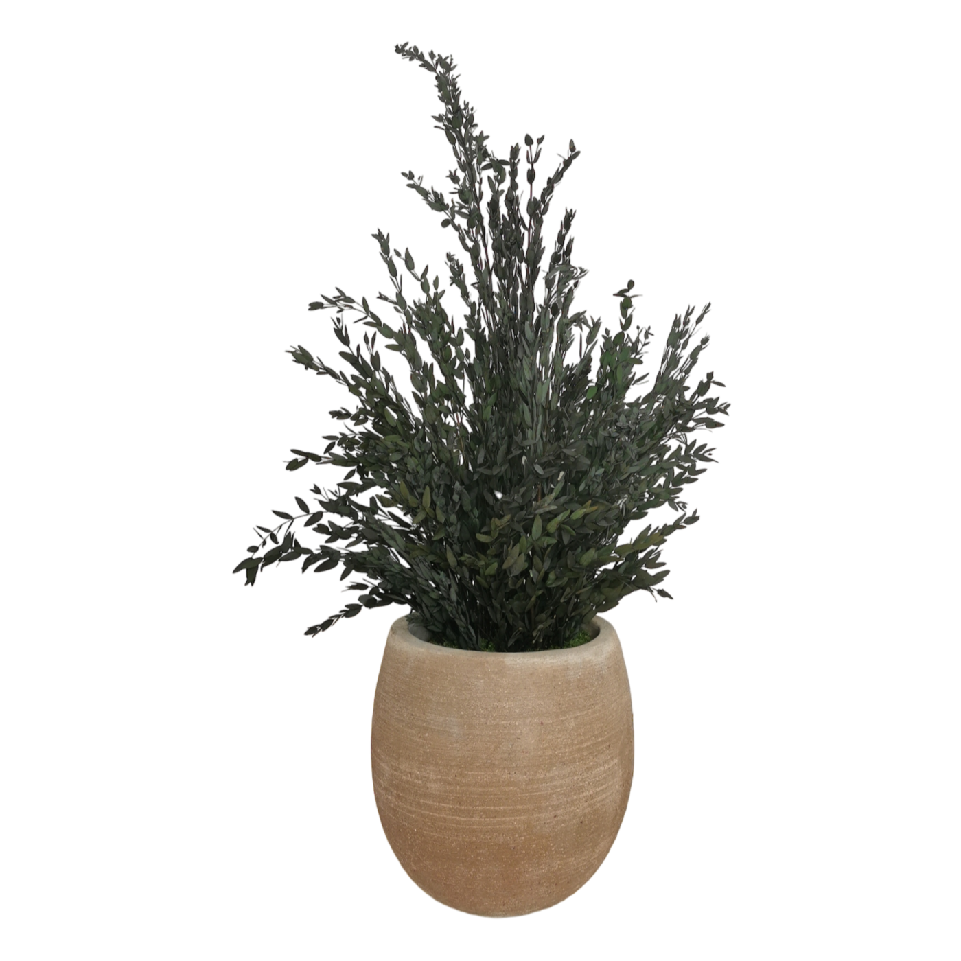 Pianta naturale stabilizzata Eucalyptus Parvifolia 70 cm