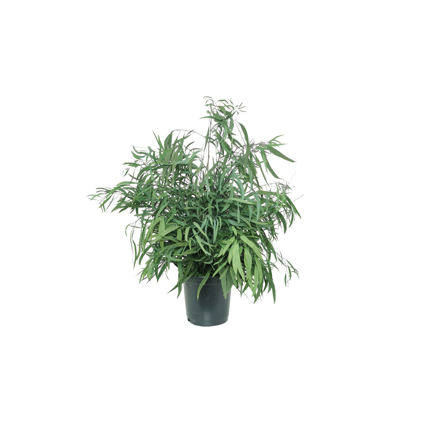 Plante naturelle stabilisée Eucalyptus Nicoly 70 cm
