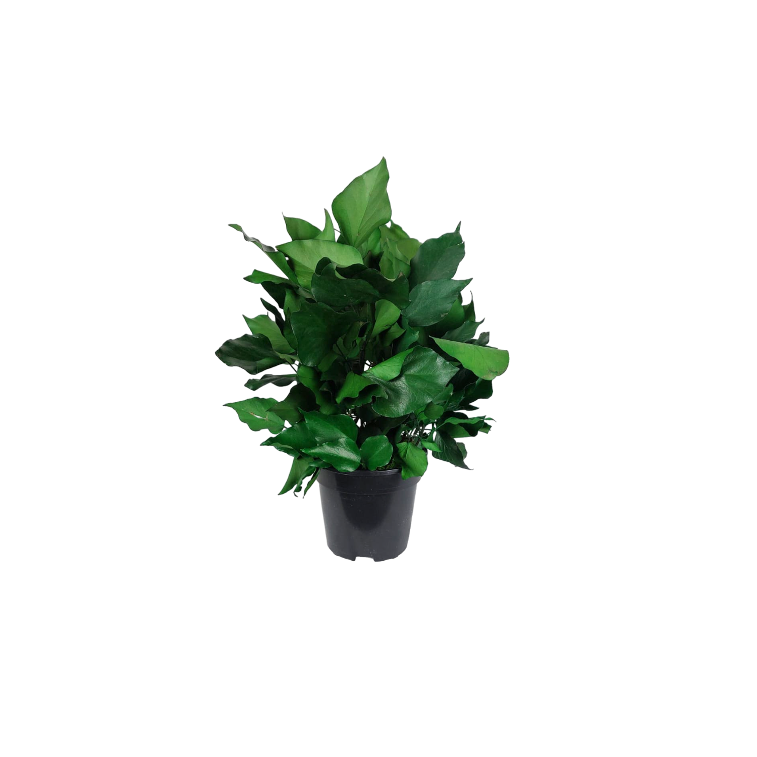 konservierte zimmerpflanzen Konservierte Naturpflanze Efeu 30 cm