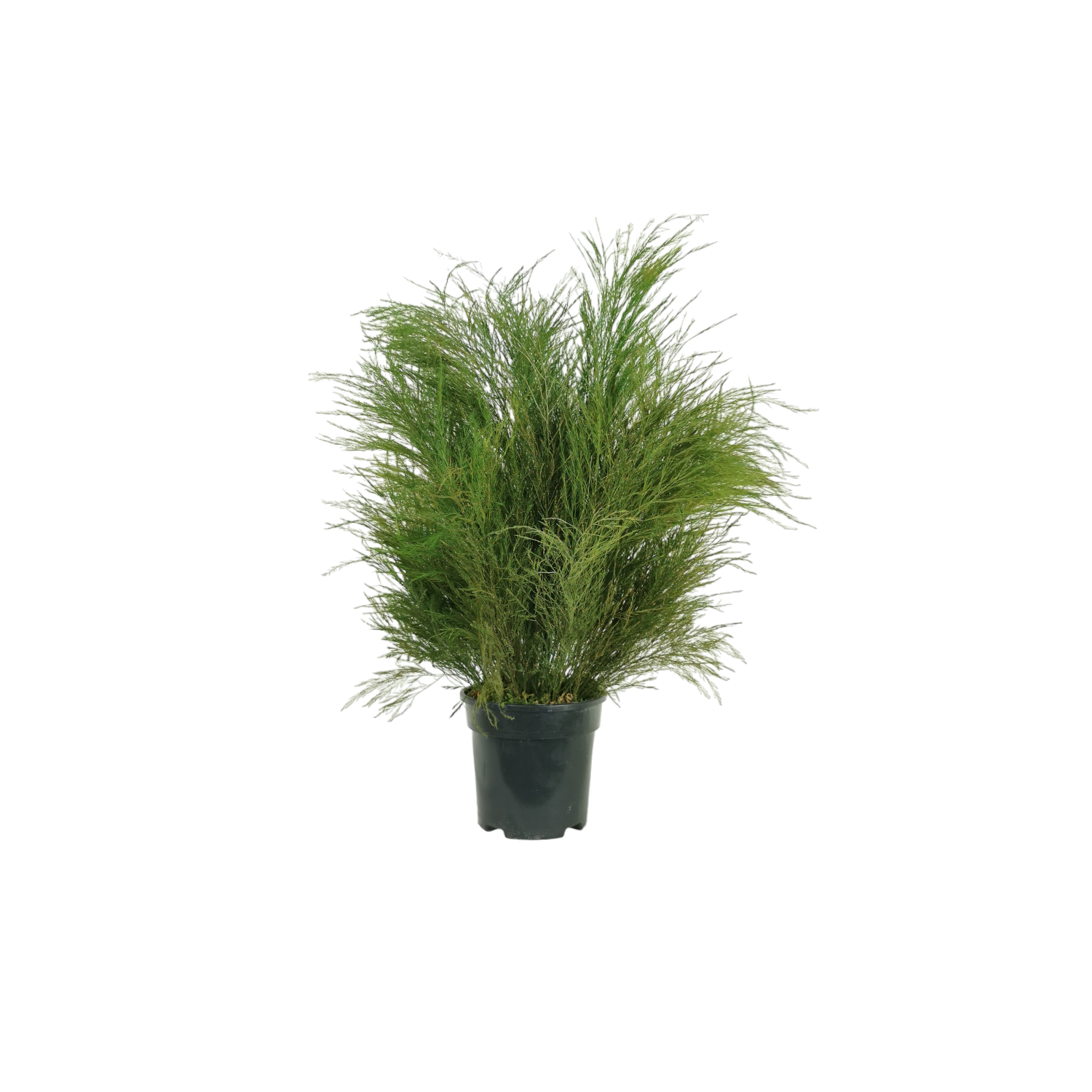 Pianta naturale stabilizzata Felce arborea 30 cm
